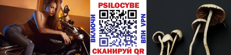 Купить  Тверь  Галлюциногенные грибы Psilocybine cubensis 